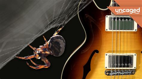 How Spiders Tune Webs Like Guitars Youtube