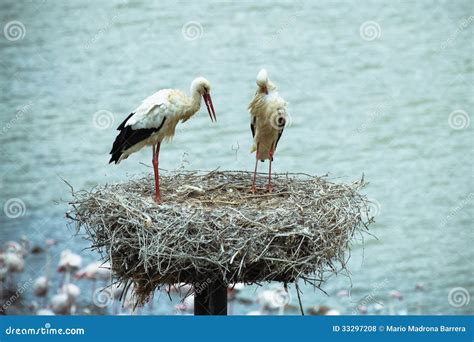 Stork Nest Stock Photo Image Of Distance Reserve Plumage 33297208