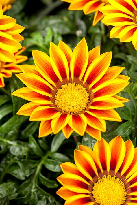 Gazania Rigens New Day Red Stripe Bild Kaufen