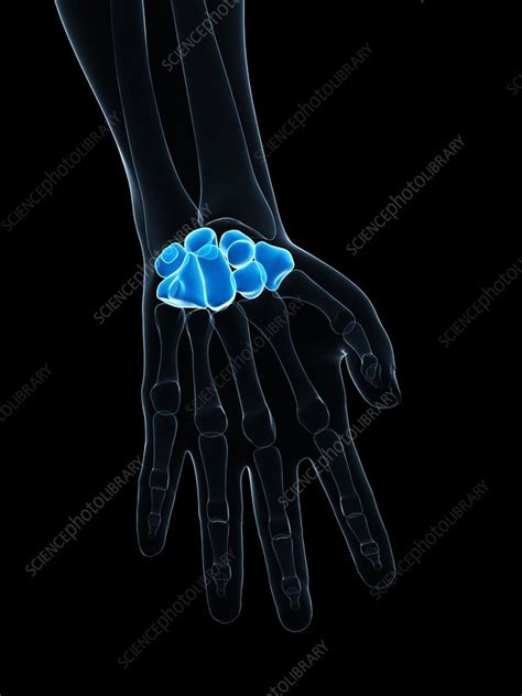 Hand bones, artwork - Stock Image - F006/3063 - Science Photo Library