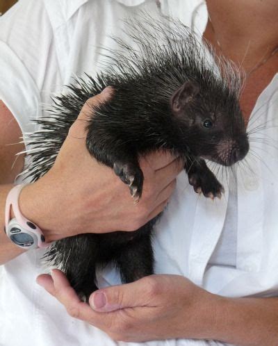 Cute Baby Porcupines (34 pics)