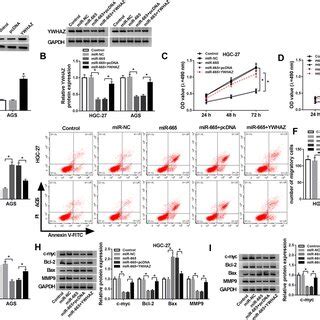 Ywhaz Reversed The Effects Of Mir Overexpression On Proliferation