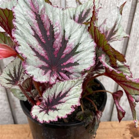 Begonia Beleaf Evening Glow Flower Power