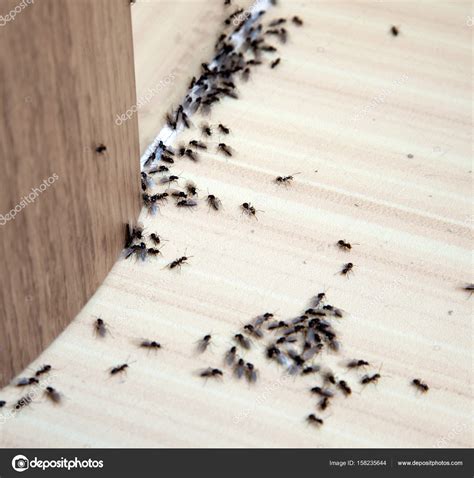 Ants in the house Stock Photo by ©cherkas 158235644