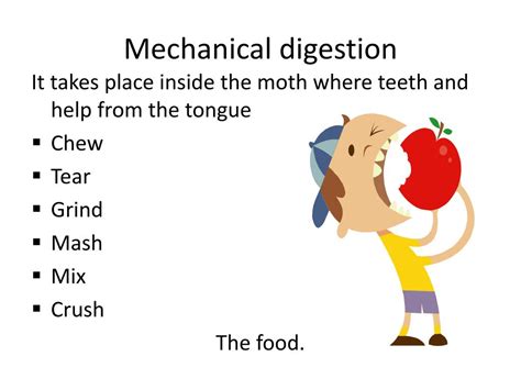 Mechanical And Chemical Digestion Venn Diagram Mechanical