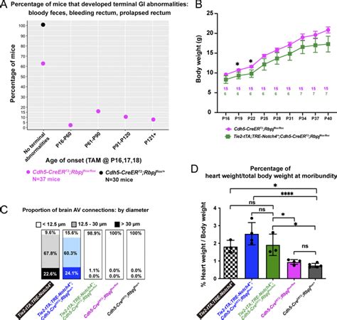 Endothelial Deletion Of Rbpj Alone From P16 Led To GI Vascular