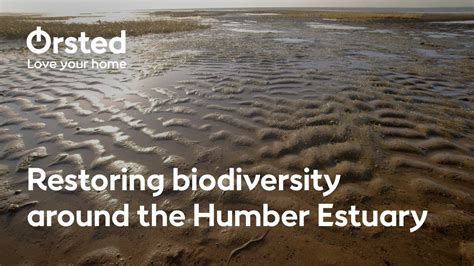 Restoring Biodiversity In A Uk Tidal Estuary Youtube