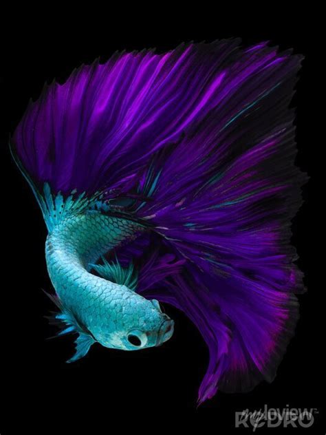 Dark Purple Betta Fish