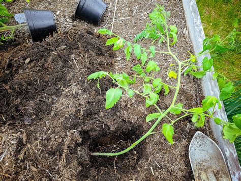 Planting Tomatoes Sideways How Growing In A Trench Results In Bigger