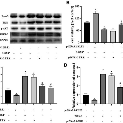 Runx Mediated Pi K Akt And Erk Signalling Pathways Are Involved In