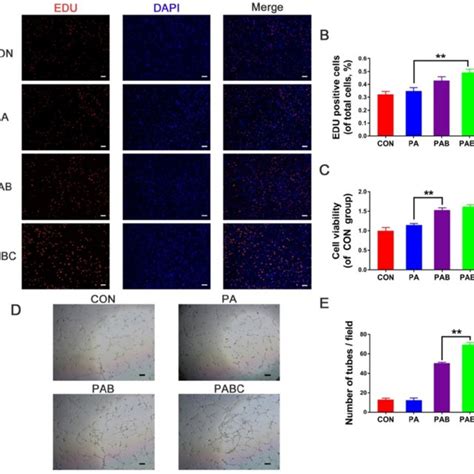 Cell Biocompatibility And In Vitro Angiogenesis Of HUVECs Stimulated