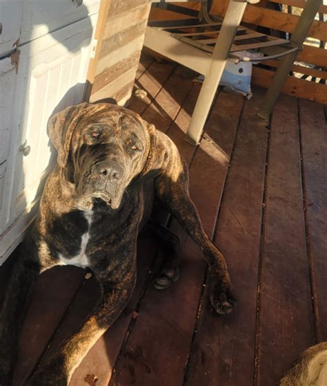 7 Or 8 Mo Old Female Boxer Mastiff Dogs And Puppies For Rehoming