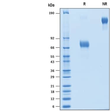 Recombinant Cynomolgus Cd Slamf Fc Chimera Protein Cf Cd