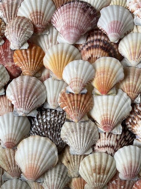 Shells Beach Free Photo On Pixabay Pixabay