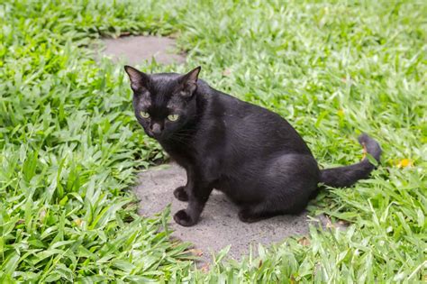 How Much Does A Bombay Cat Cost 2024 Price Guide