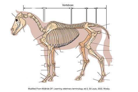 Equine Bones Diagram Quizlet