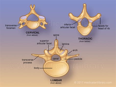 Inferior Articular Facet