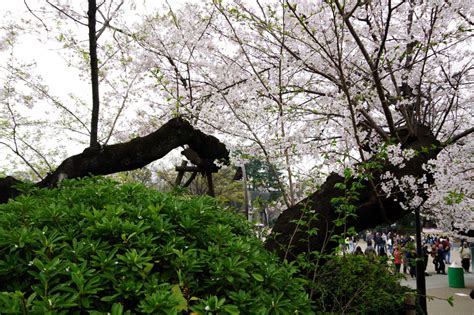 ソメイヨシノの原木候補？「上野公園の小松宮彰仁親王像周辺の桜」