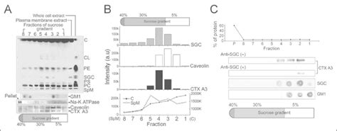 Co Localization Of CTX A3 And SGC In The DRM Fraction Of Rat