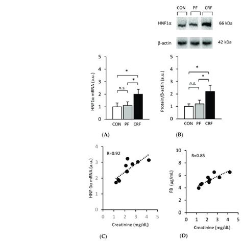 Hnfα Gene Expression In The Liver Of Control Pair Fed And Crf Rats