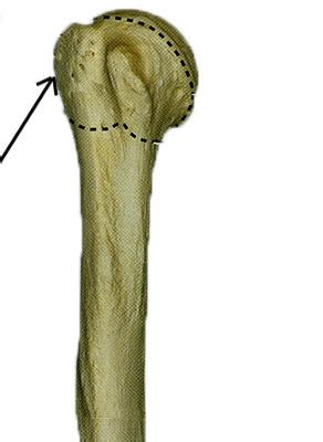 Bone Of The Right Arm Anterior View And Posterior View Flashcards