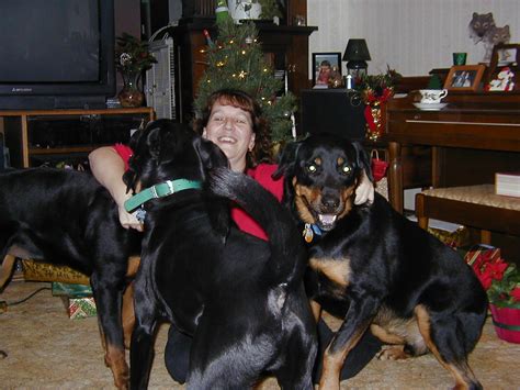 Lab Scottish Terrier Mix