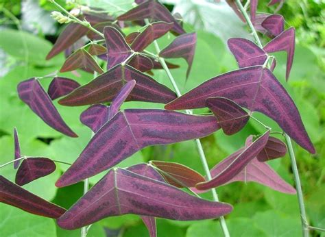 Christia Vespertilionis Seeds Red Butterfly Wing Fresh Real Organic