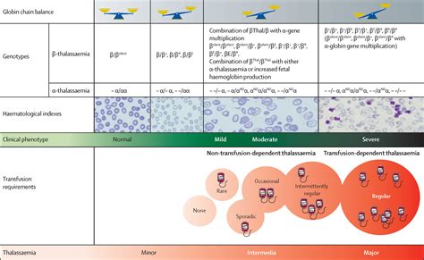 Thalassaemia The Lancet