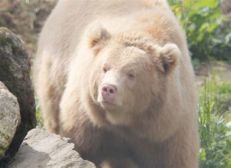 Orso Grizzly Albino