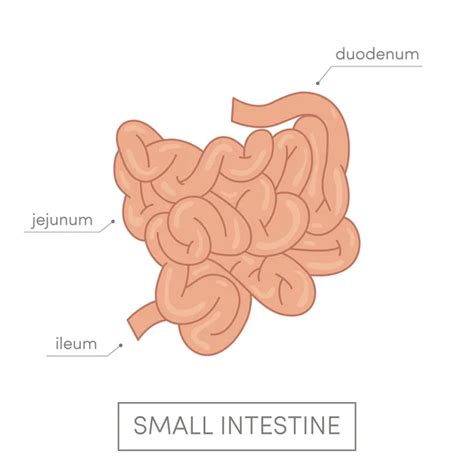 Intestino vectores gráficos imágenes vectoriales Depositphotos