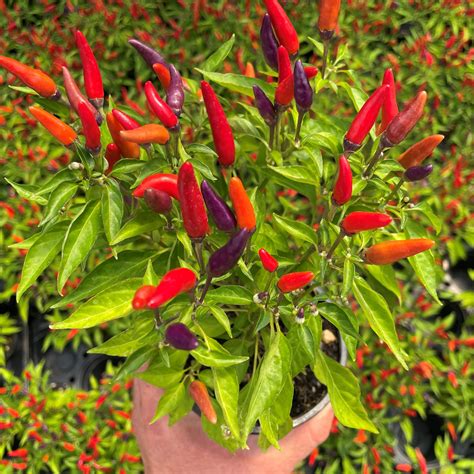 Capsicum Annuum Sangria Ornamental Pepper 45 Pot Little