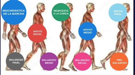 Miocinematica De La Marcha By Slovan Ochoa On Prezi