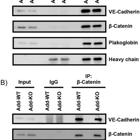 Analysis of the VE-Cadherin based complex by immunoprecipitation ...