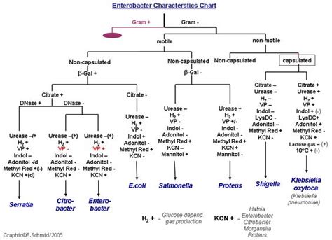 Gram Negative Identification Flow Chart They Are All Gram Negative Straight Rods They Are