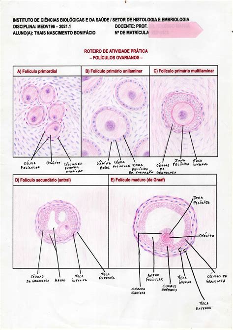 Desenho histológico Folículos Ovarianos Histologia I