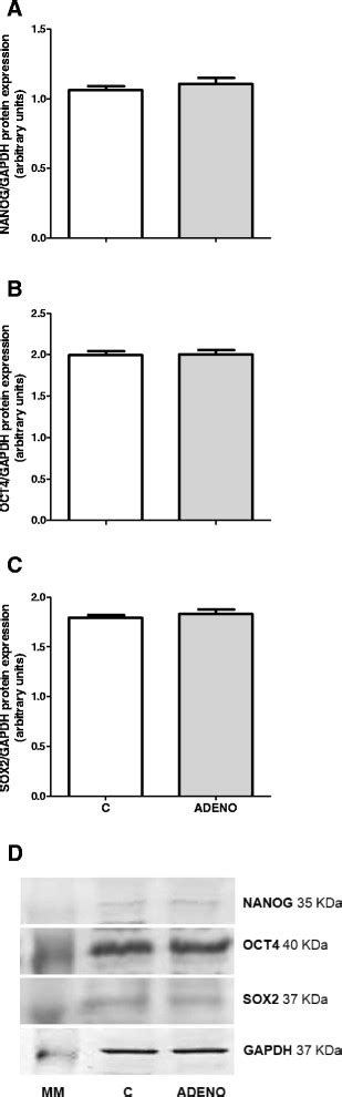 Protein Expression Of Nanog A Oct B And Sox C In Bovine Uterine