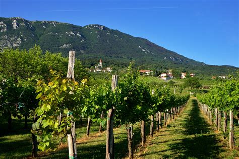 Vinska klet Ferjančič Vipavska dolina Vagabundo