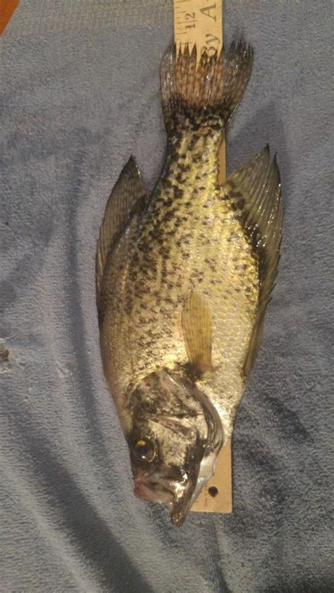 Big Cedar Lake Wisconsin Fishing Reports