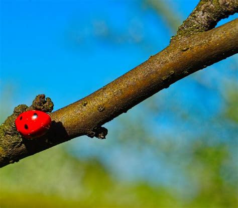 Free Images Tree Nature Branch Bird Leaf Flower Wildlife