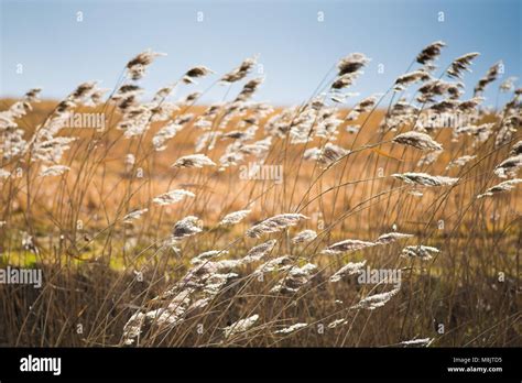 Field Of Wild Grass Blowing And Waving In The Wind With Bright Sunlight Looking Like And Arable