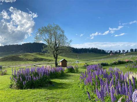Jammu And Kashmir Gulmarg Easy Travel Guide For You Anamika Mishra