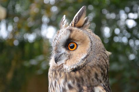 Home-Ed-Intro — Suffolk Owl Sanctuary