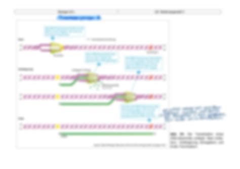 SOLUTION Biologie Abitur Genetik Und Gentechnik Proteinbiosynthese