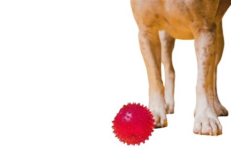 Systeme Vasculaire Du Chien PSD modèles PSD gratuits de haute qualité