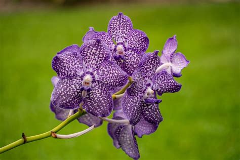 Violet Orchids Are Exotic Beautiful Flowers Of Florida Fairchild