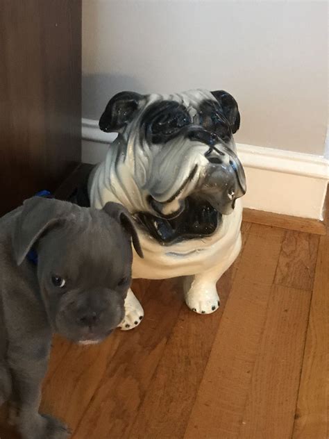 Our Blue English Bulldog Puppy Which Ones Real Bulldog Puppies