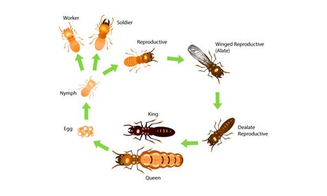 Termite help DIY - How to control and prevent Termites by yourself