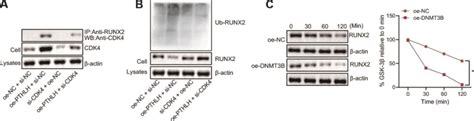 DNMT3B Promotes RUNX2 Ubiquitination And Proteasome Degradation In A