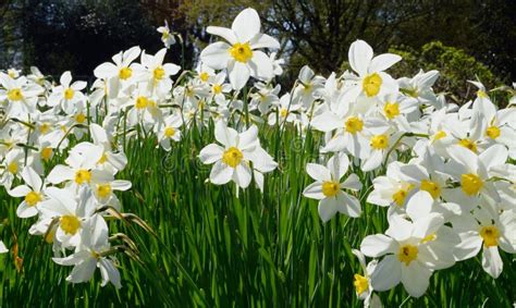 Daffodil Field Stock Photo Image Of Summer Bunch Field 12159556