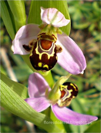 Flor Mais Feia Do Mundo - Qual É A Flor Mais Feia Do Mundo? | Mundo Ecologia